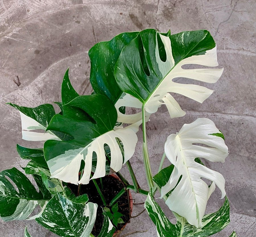 green and white monstera plant Monstera deliciosa Variegata albo (limited selection Half Green, Half