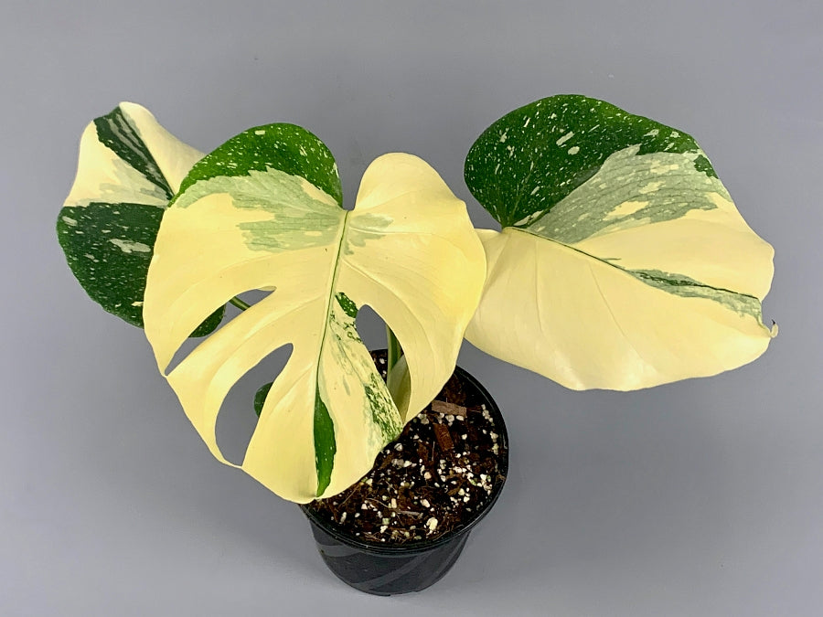 Monstera Thai Constellation "Almost full Moon" (3/4 leaves)
