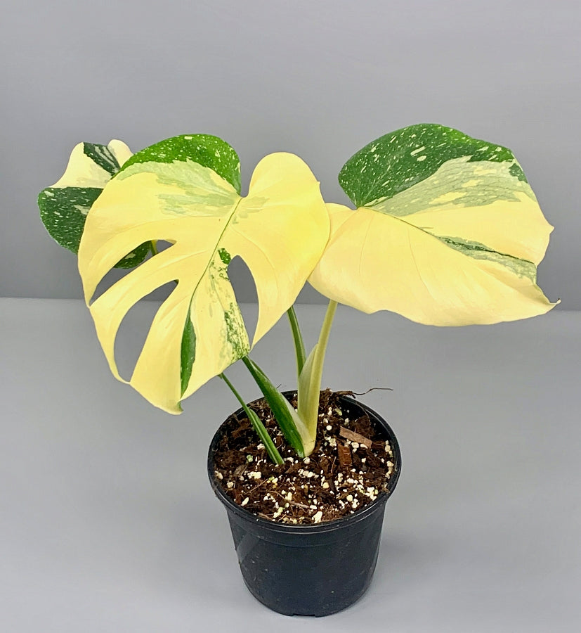 Monstera Thai Constellation "Almost full Moon" (3/4 leaves)