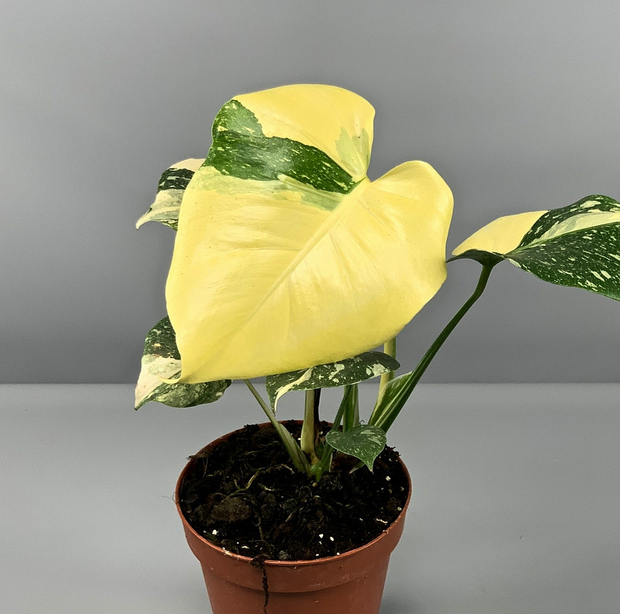 Monstera Thai Constellation "Almost full Moon" (3/4 leaves)