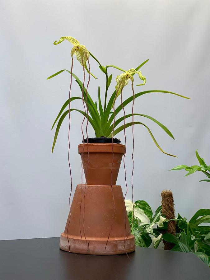 Phragmipedium lindenii ''Venezuela''