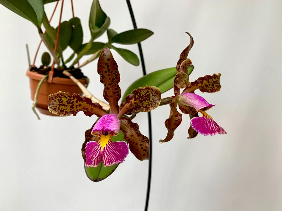 Cattleya schilleriana "Tipo Caliman"