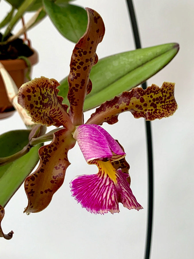Cattleya schilleriana "Tipo Caliman"