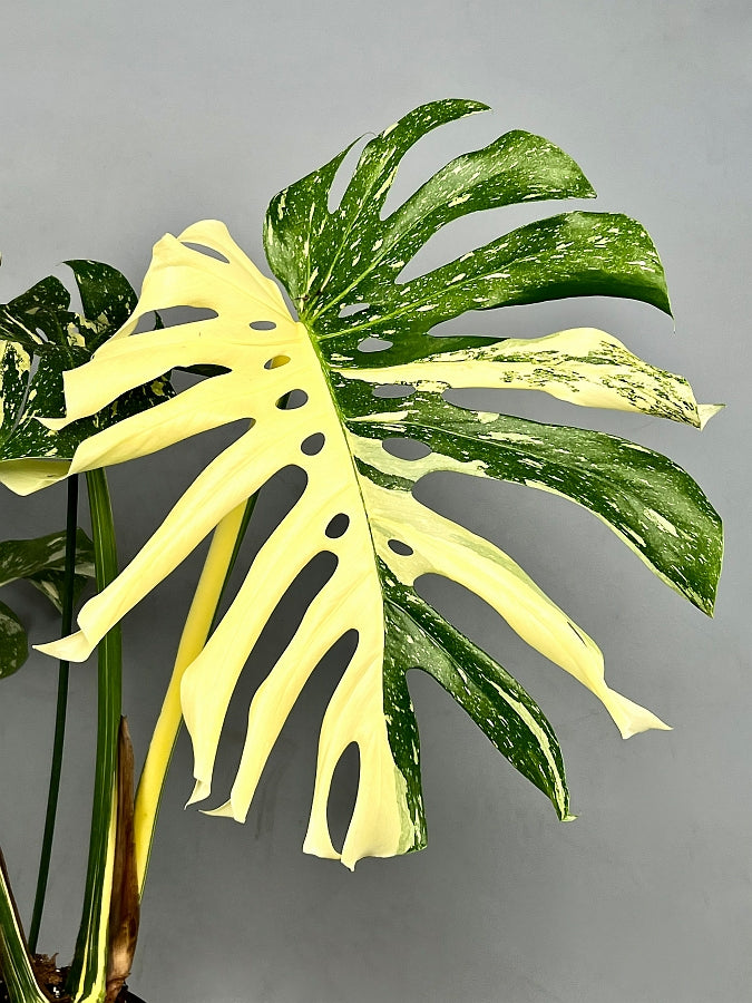 half moon monstera deliciosa Monstera Thai Constellation "Half Moon" (Small Size)