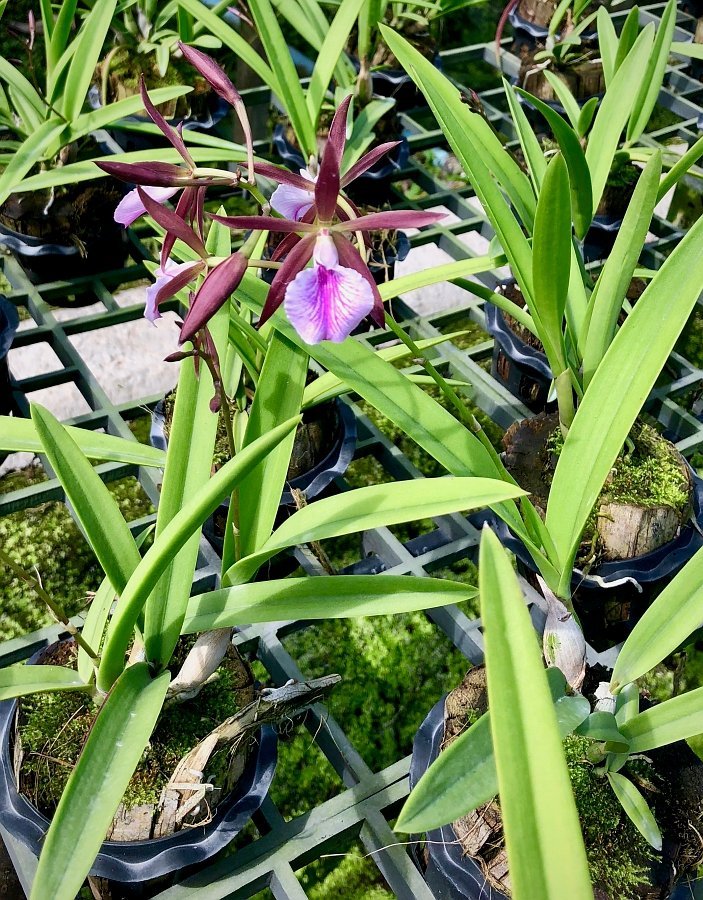 Encyclia Jairak Treasure "Brown Bird"