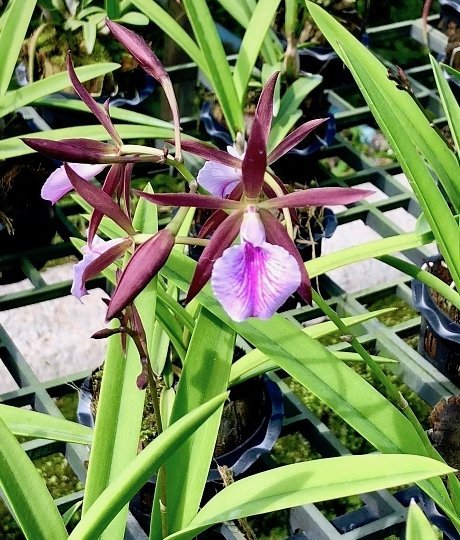 Encyclia Jairak Treasure "Brown Bird"