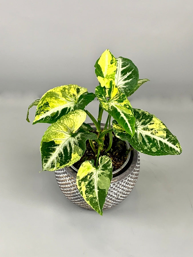 Syngonium scrambled eggs