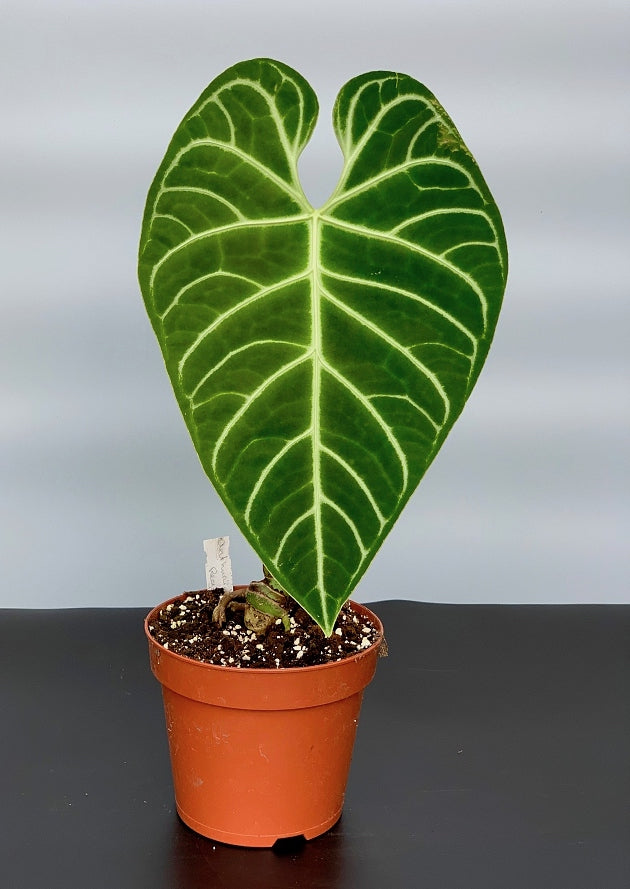 Anthurium Regale (Großer Kofferraum)