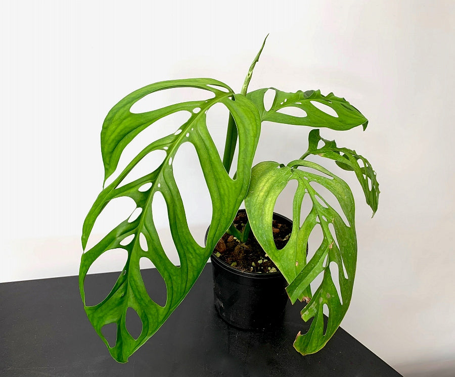 Monstera epipremnoides "Esqueleto" (1 Leaf Cutting)