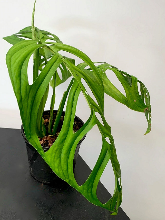 Monstera epipremnoides "Esqueleto" 2-3 leaves cutting