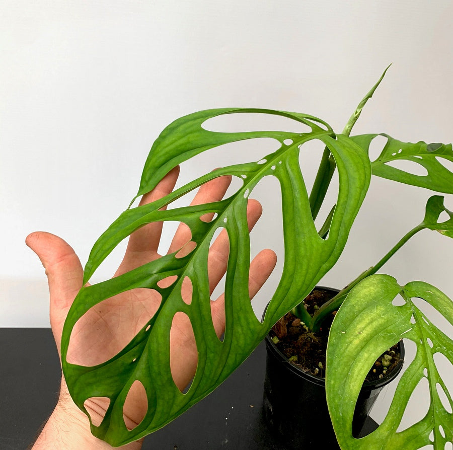 Monstera epipremnoides "Esqueleto" 2-3 leaves cutting