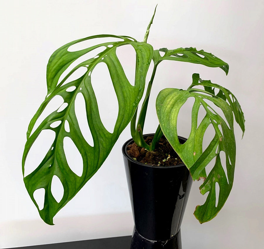 Monstera epipremnoides "Esqueleto" (1 Leaf Cutting)
