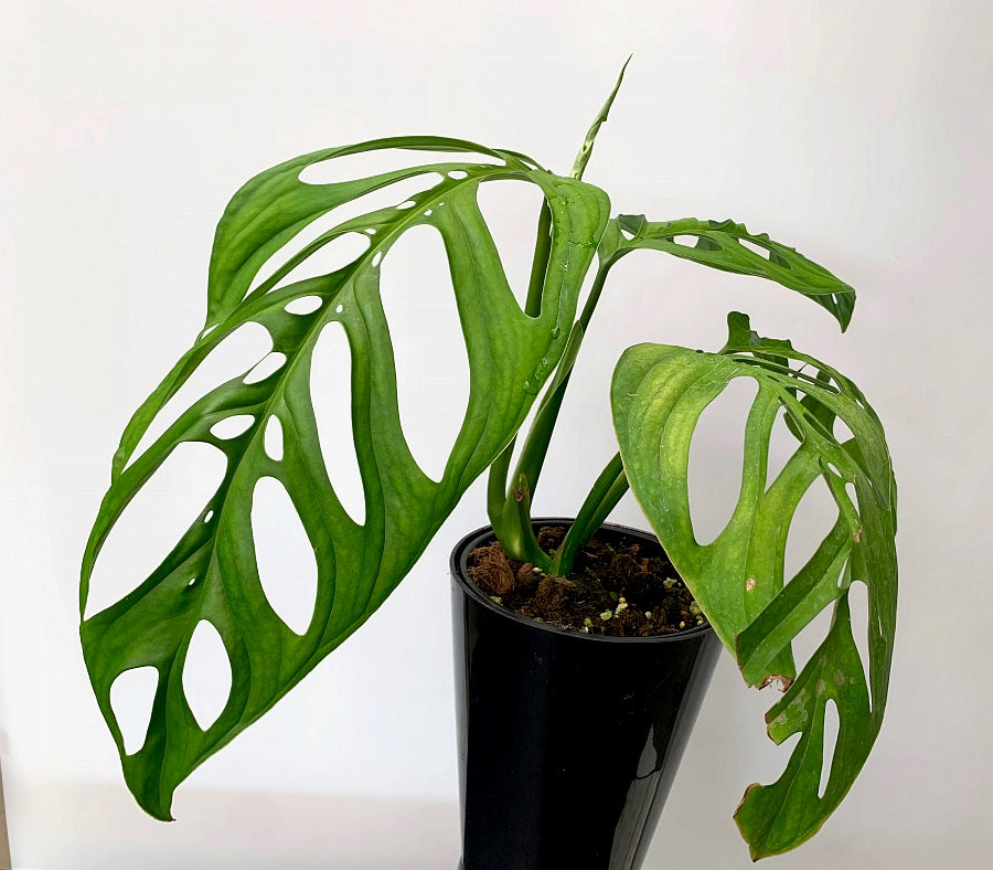 Monstera epipremnoides "Esqueleto" 2-3 leaves cutting