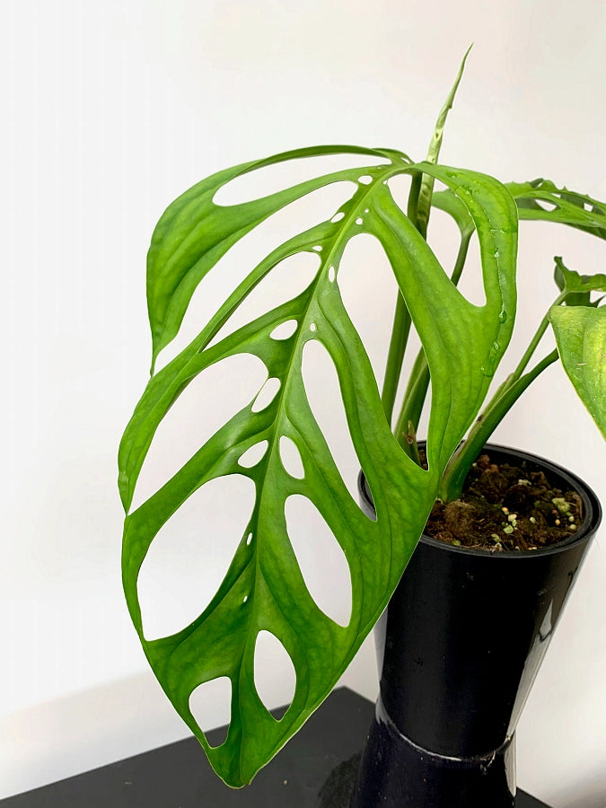 Monstera epipremnoides "Esqueleto" (1 Leaf Cutting)