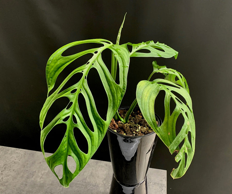 Monstera epipremnoides "Esqueleto" (1 Leaf Cutting)