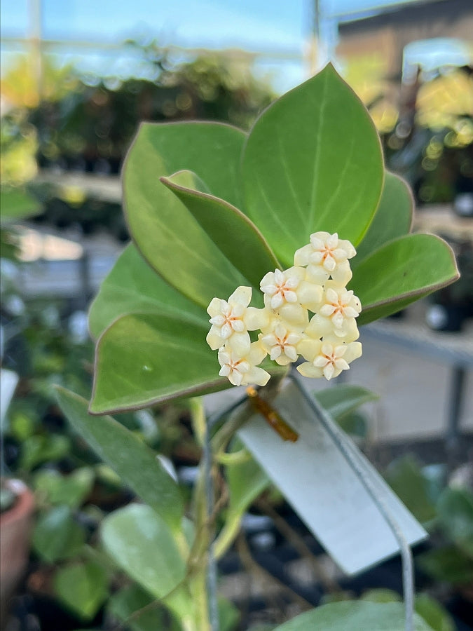 Hoya Pachyclada "White" Big Leaves
