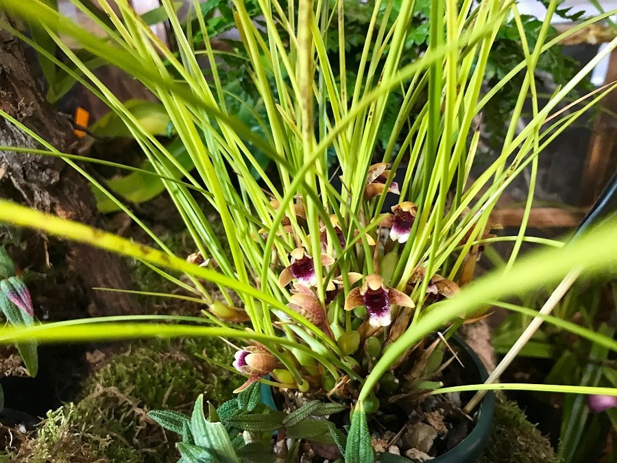 Maxillaria atrosanguinea ‘Big Pant’