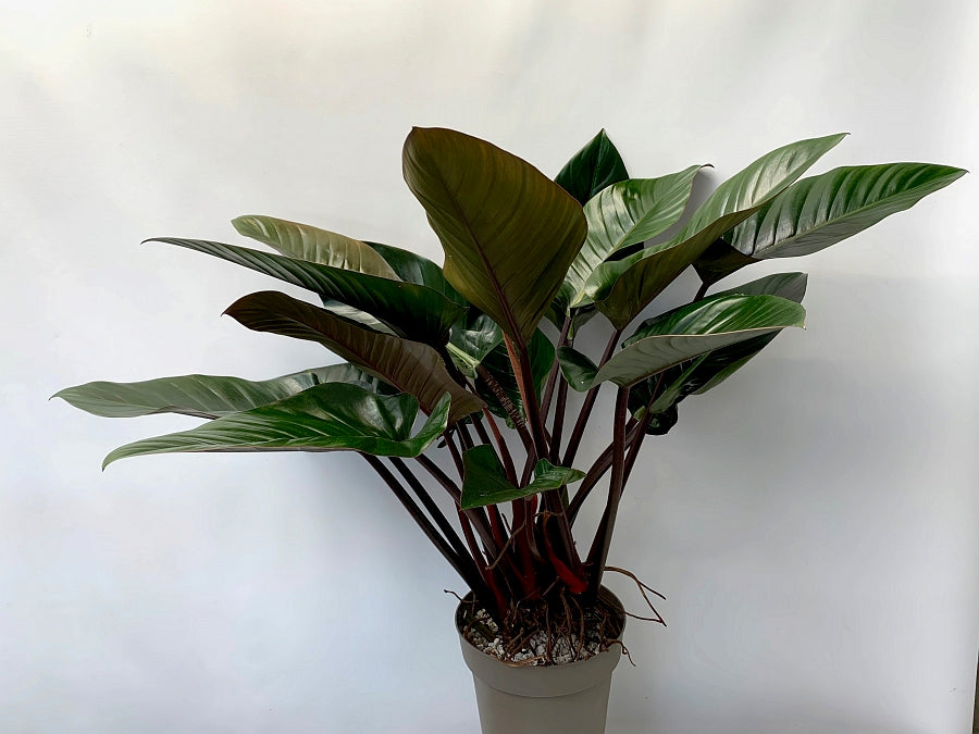 Philodendron Red Beauty