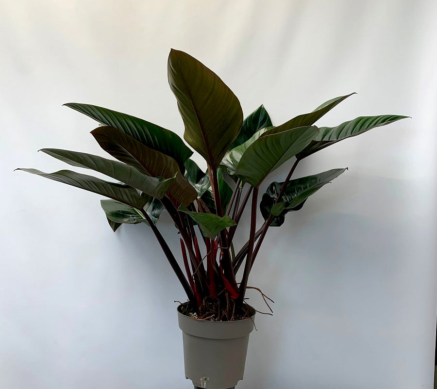 Philodendron Red Beauty