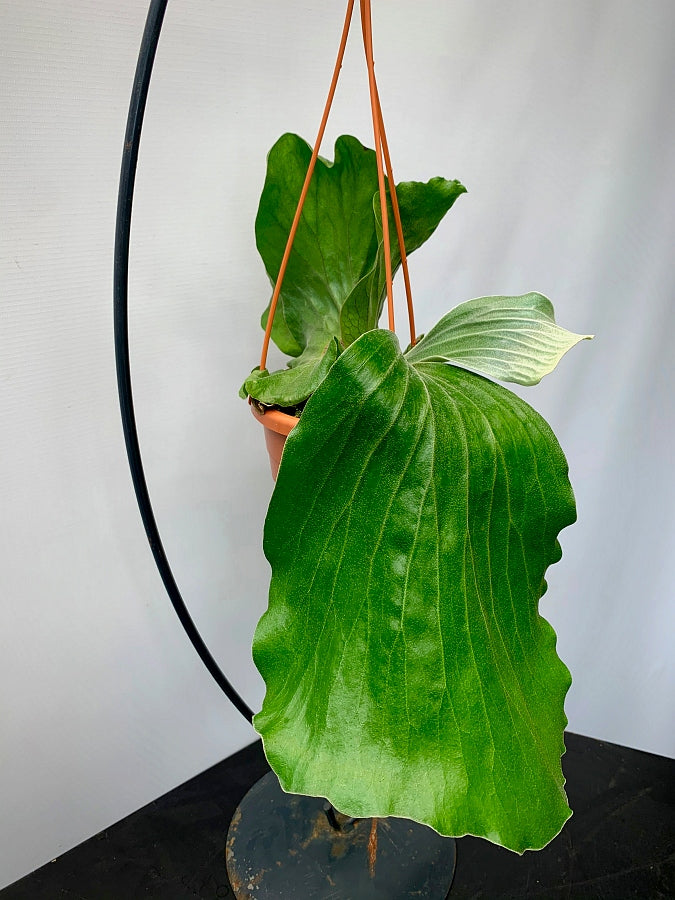 Platycerium elephantotis