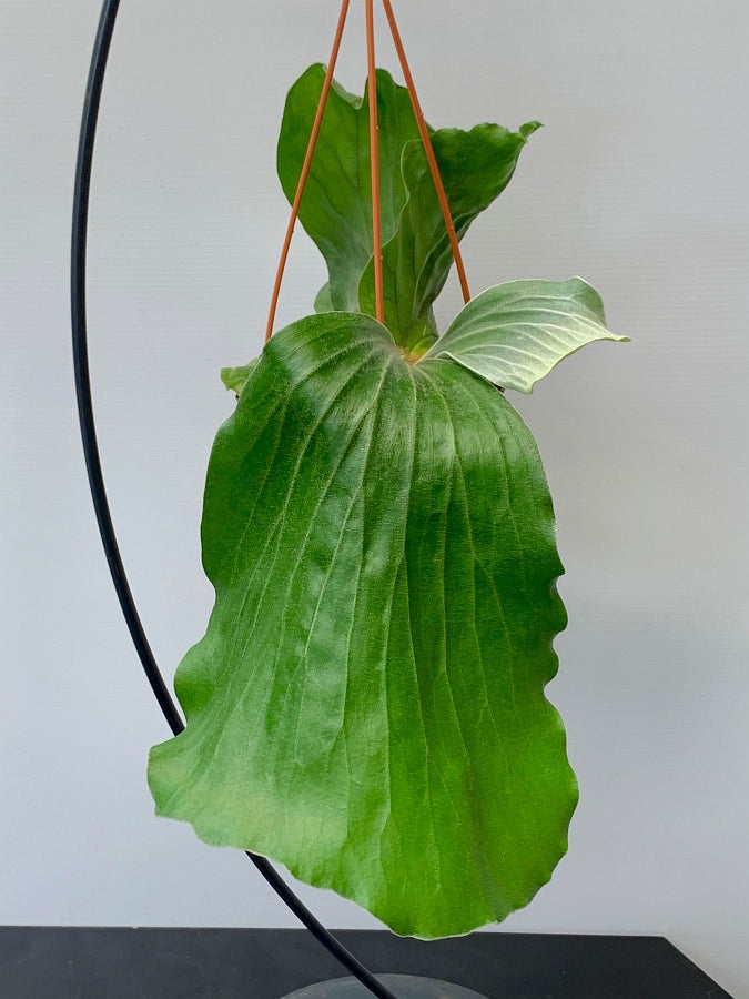 Platycerium elephantotis