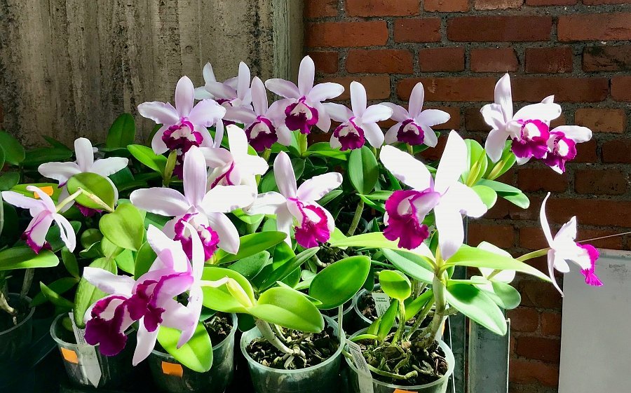 Cattleya intermedia var. orlata "Rio"