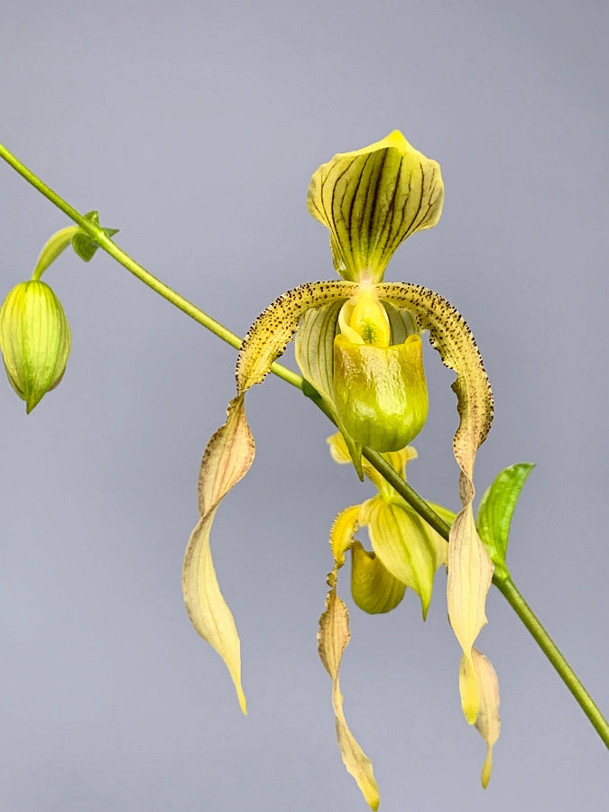 Paphiopedilum Michael Koopowitz "Zephyrus Best'' X Paph.lowii var.alba ''Goldrush''