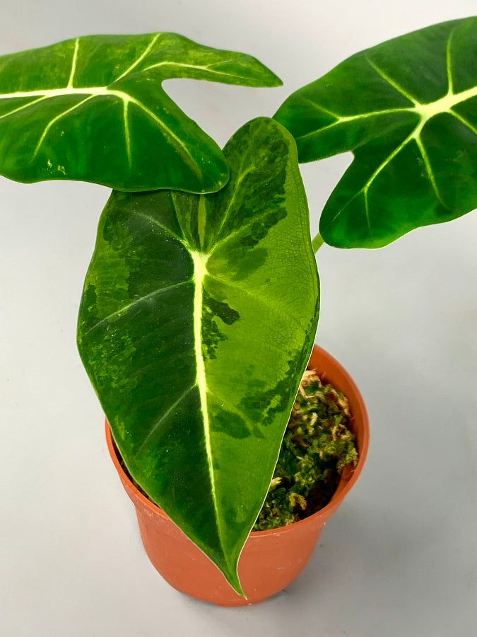 Alocasia Frydek variegata aurea