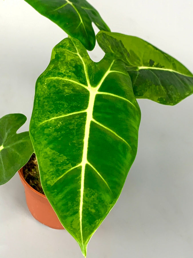 Alocasia Frydek variegata aurea