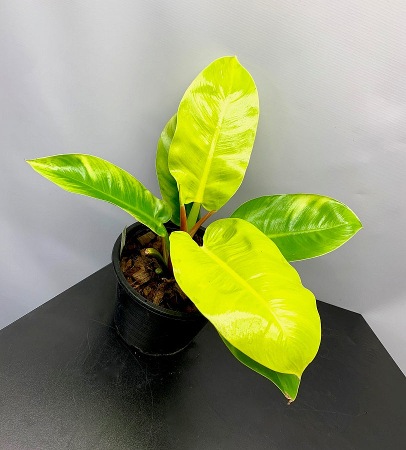 variegated philodendron moonlight Philodendron Moonlight