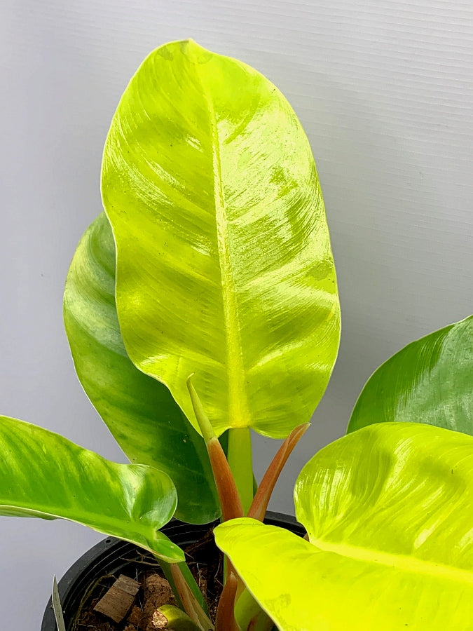 Philodendron Moonlight