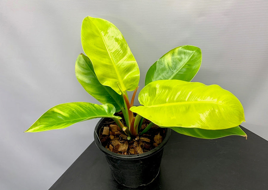 Philodendron Moonlight