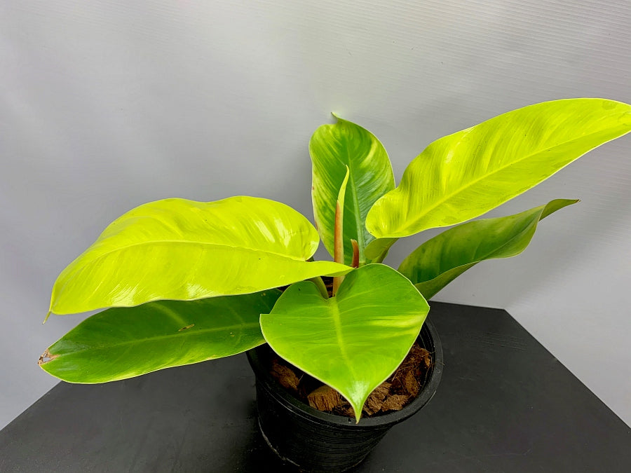 Philodendron Moonlight