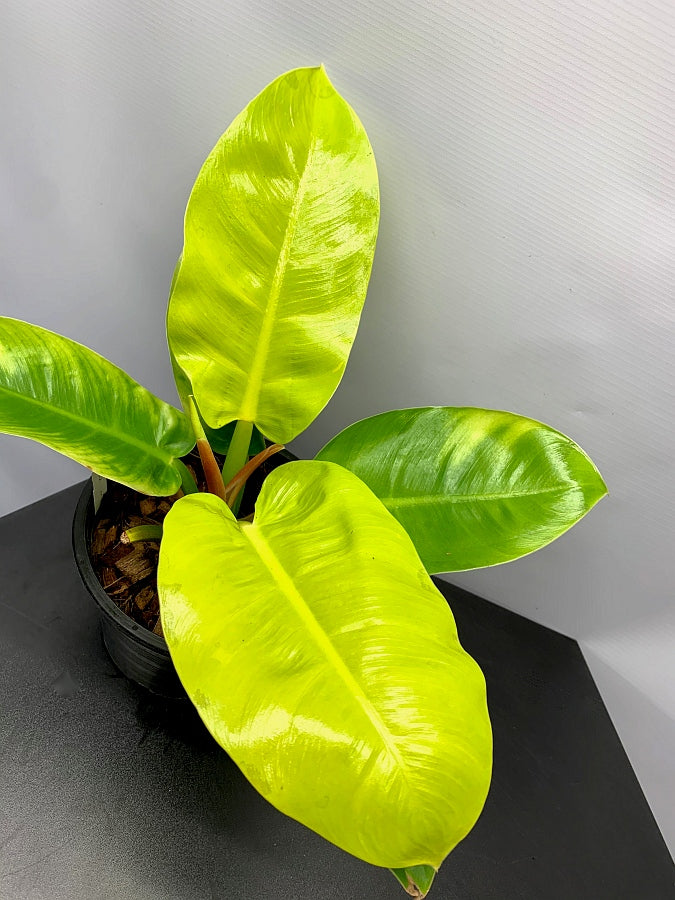 Philodendron Moonlight