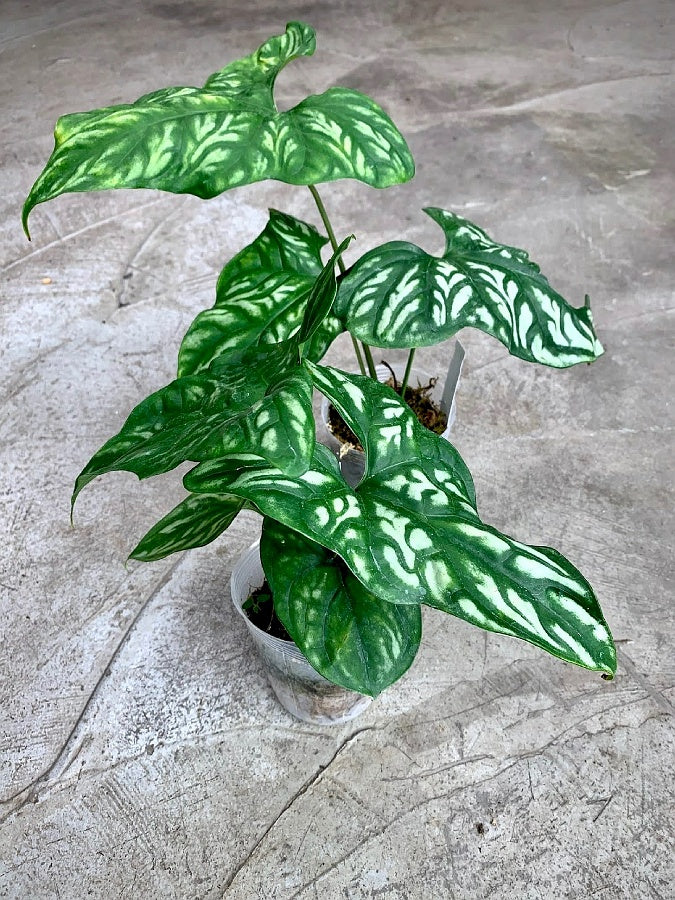 Cercestis mirabilis (Big Plant)