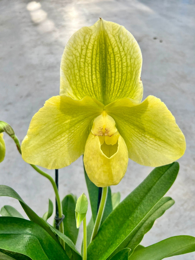 Paphiopedilum Sorcerer's Stone x malipoense