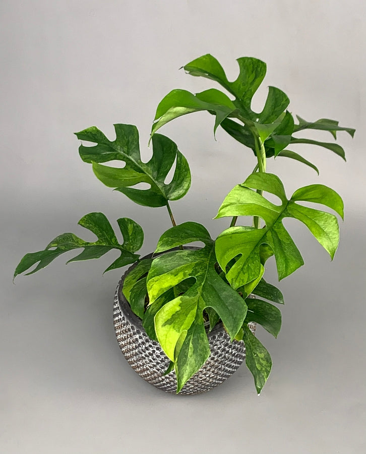 Monstera minima variegated  (3-5 Leaves)