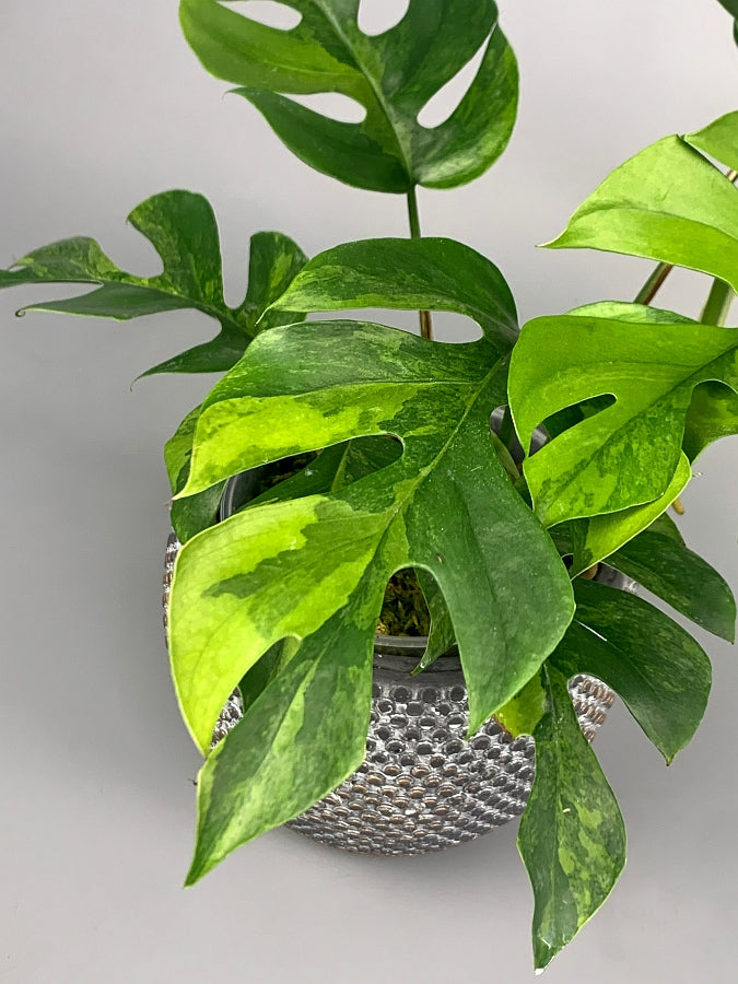 Monstera minima variegated  (3-5 Leaves)