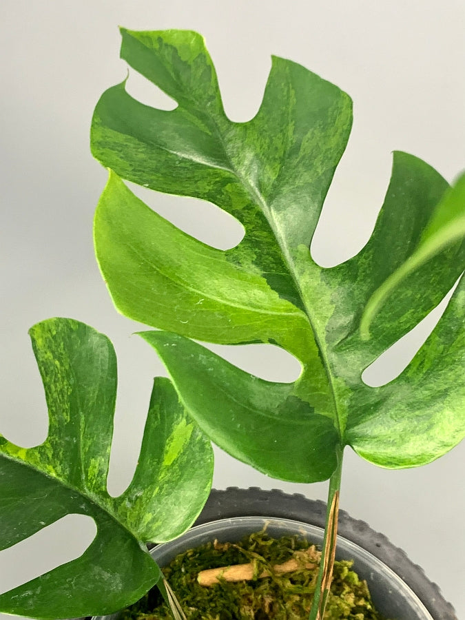 Monstera minima variegated  (3-5 Leaves)