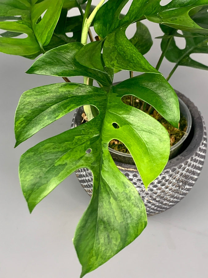 Monstera minima variegated  (3-5 Leaves)