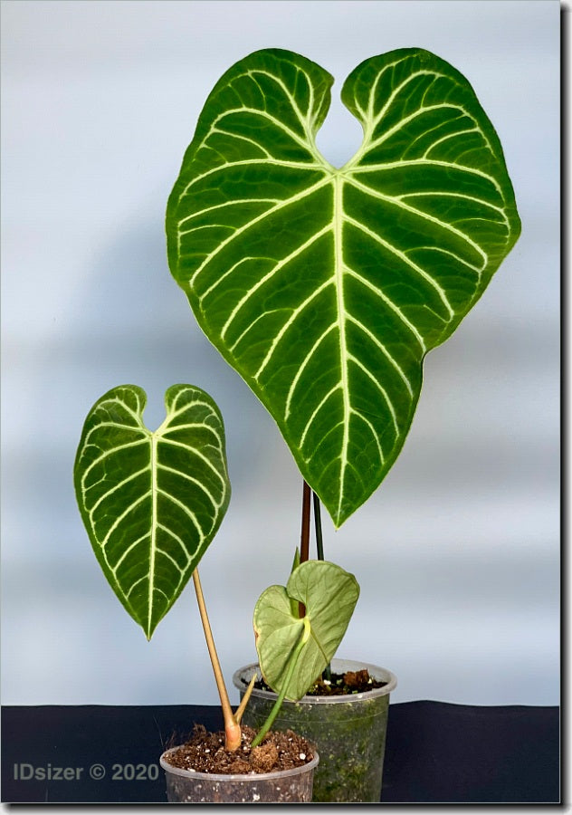 Anthurium Regale (Small Plant)