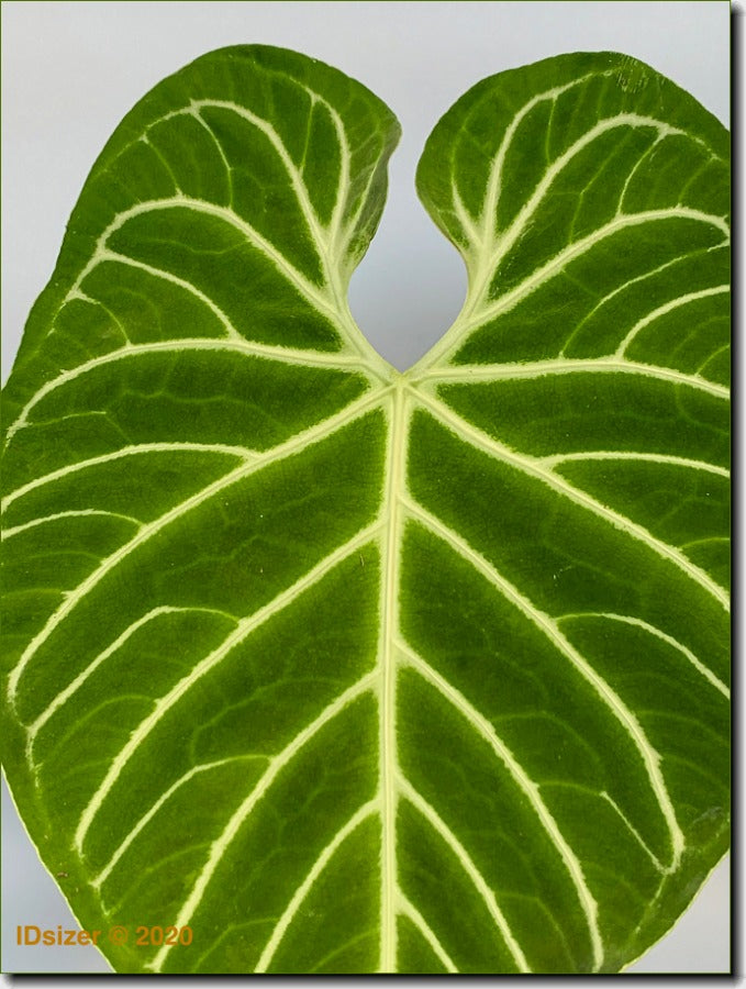 Anthurium Regale (Großer Kofferraum)