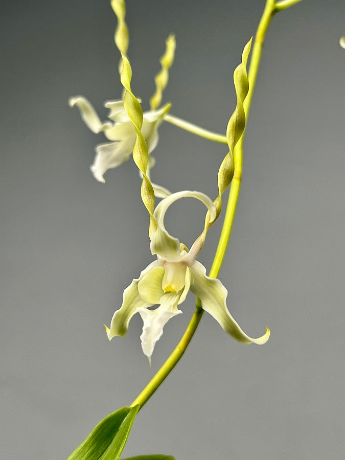Dendrobium antennatum var. Alba