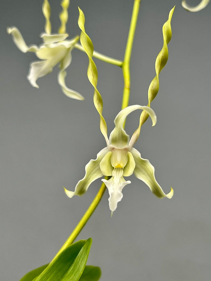 Dendrobium antennatum var. Alba