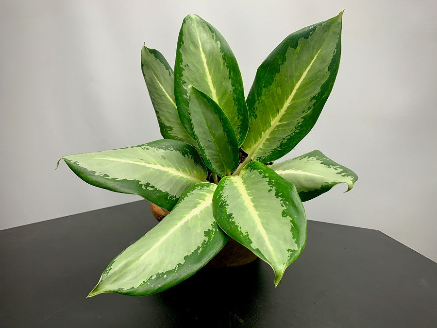 Aglaonema "Kan Kluay"