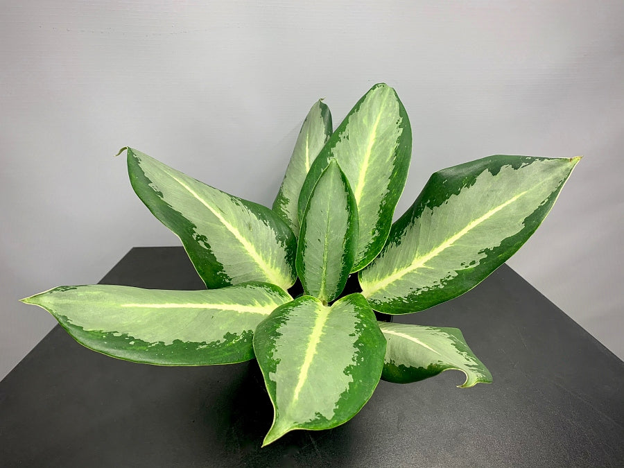 Aglaonema "Kan Kluay"