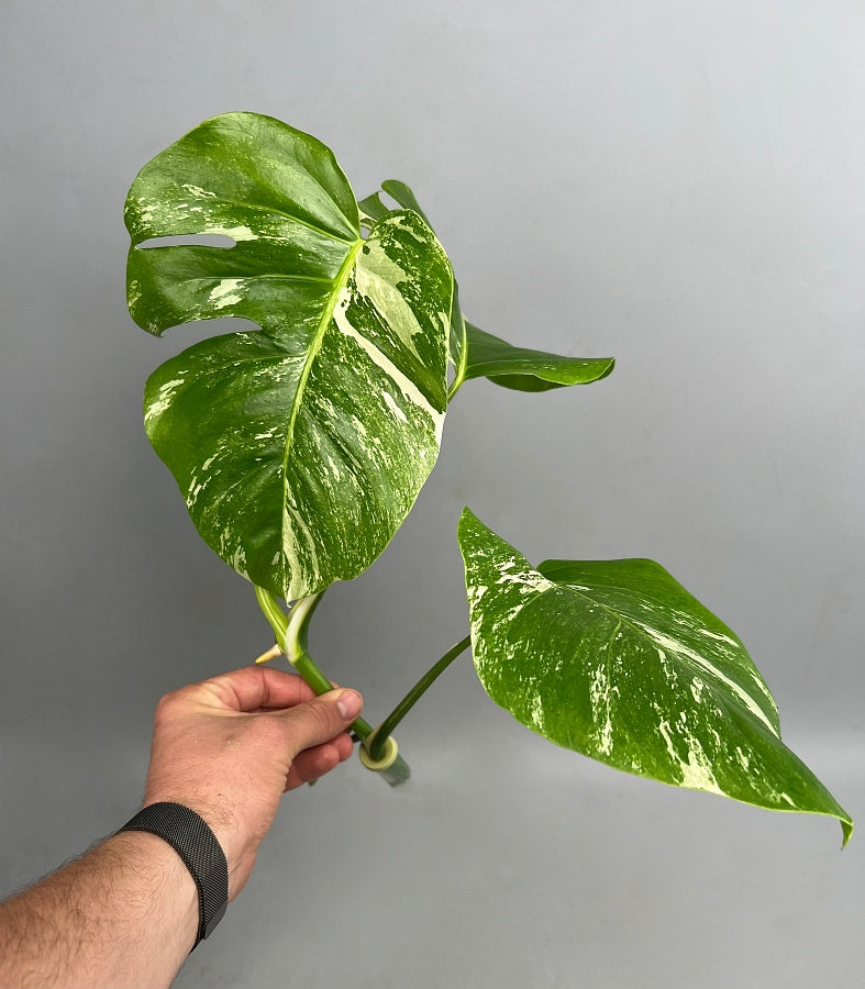 Monstera deliciosa Variegata Albo (Fresh Head Cutting, 2 leaves on the stem with a root)