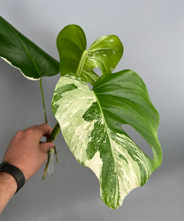Monstera deliciosa Variegata Albo (Fresh Head Cutting, 2 leaves on the stem with a root)