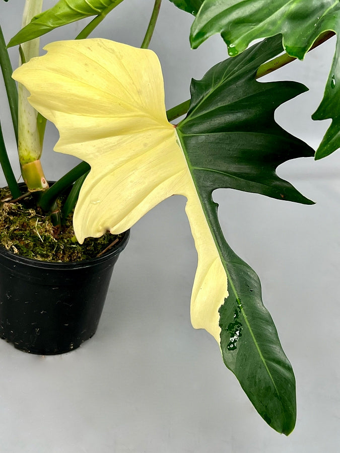 Philodendron "Golden Dragon" Variegata/GREEN