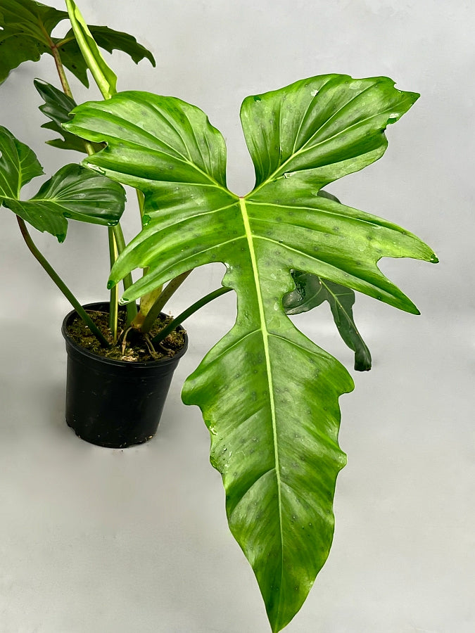 Philodendron "Golden Dragon" Variegata/GREEN